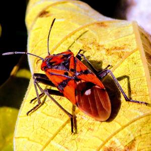 Bugged