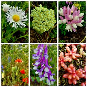 Railroad Embankment Flowers
