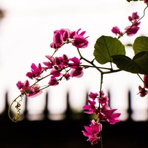 我愿成为你的图腾