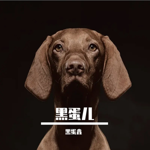 海浪与贝壳的旋律