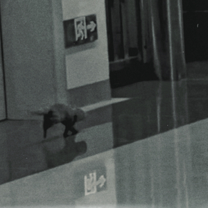 黄鼠狼在宿舍楼道闲逛