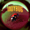 Jutes - Ladybug