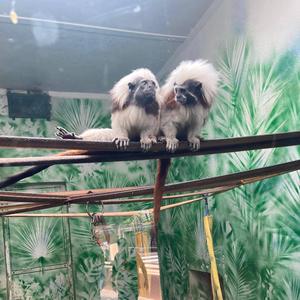 HIDDËNMIST (feat. Bbyoniii)