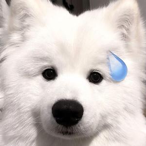 鳥の詩（鸟之诗）（木琴版）