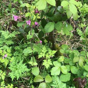 Stranger In The Night