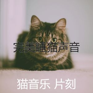 柔和的小猫时刻