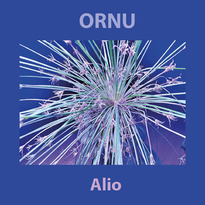 Alichi