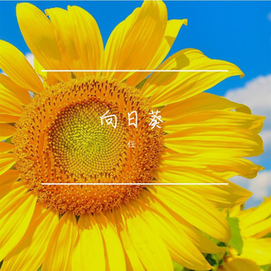 松益葛宣
