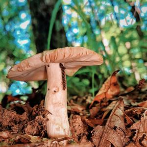 Playing in the Garden