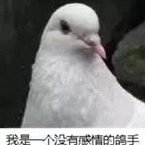 她是鸽