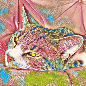 Don´t put my cat in a Cayun