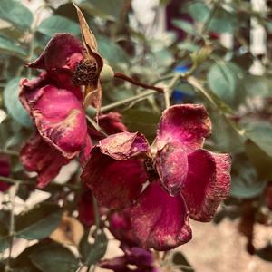 Whisper (feat. Amiro, Chris Dance & Al Fresco)