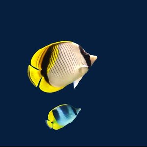 下辈子做一条深海里的demo