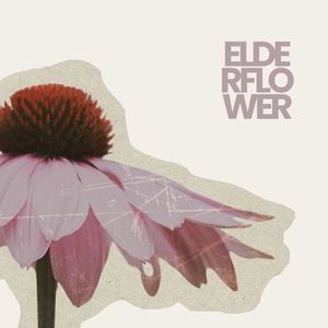 Elderflower