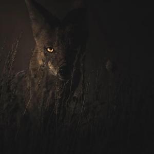 Jackal