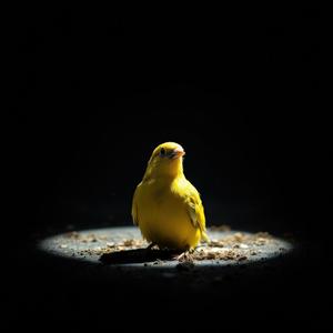 新月の夜に飛ぶ