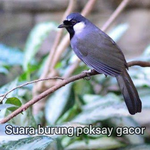 Suara Burung Poksay Gacor