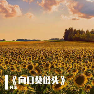 《向日葵低头》