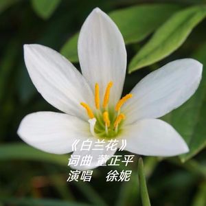 白兰花