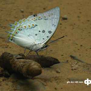 cat tien noon day heat