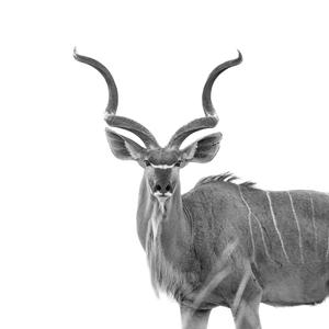 Kudu