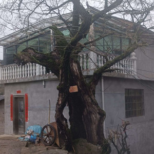 二零二六春祭曲