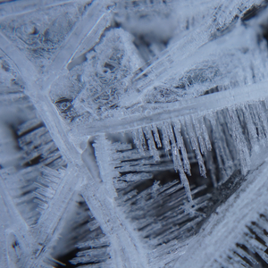 Mycelium Meditation (Nature Sounds Version)