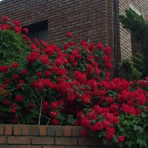 宋冬野-安和桥（1个馨同学 remix）