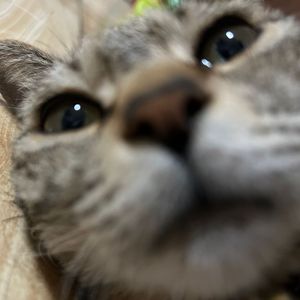 【混扰忆封】Confused sealed 谢凯薇战斗曲