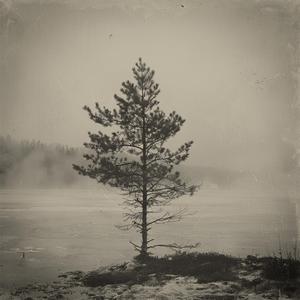 Through Ancient Woods