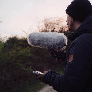 Mallard (Coombe Abbey Park, Warwickshire)