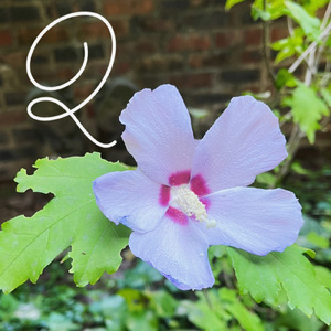 ハナミズキ (feat. 一青窈) [Cover] [吉田耳鼻科]