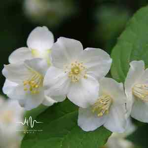 凉城无爱 (书法练字扬琴)