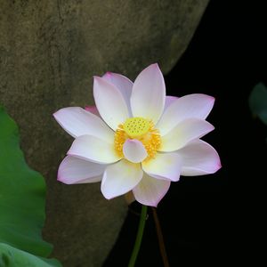 阿含真解 无常观