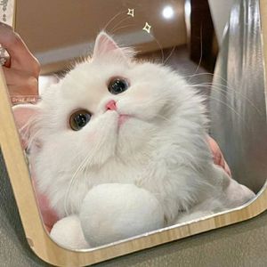 徐佳莹-一样的月光