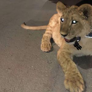 Bозьми сердце мое