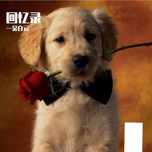 旧梦随风散
