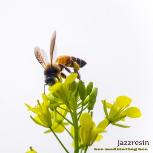 Bee Meditating Bee