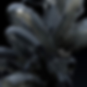 All Roses Have Thorns