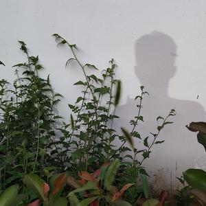 EB高梦博-杀死差不多先生（山海可平 remix）