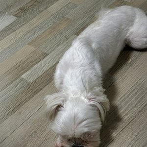 바닥에 딱 붙은 민경이와 로랑이