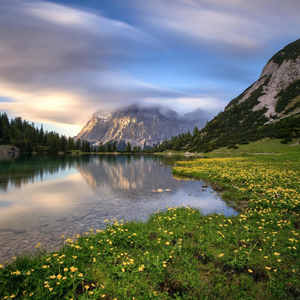 楼低上的小斑鸠