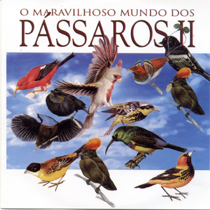 Assanhaço da Amoreira