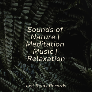 Bloom's Melodic Splendor