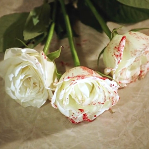 该 死 的 白 玫 瑰