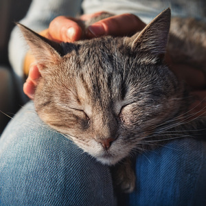 Sonido De Gato Relajado