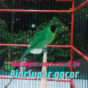 Pancingan Suara Cucak Ijo Biar Cepat Gacor