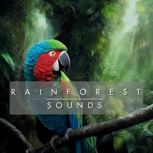 Ambient Rainforest Sounds