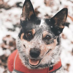 精力充沛(休息的狗)