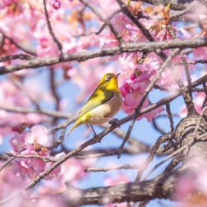 [FREE] "枝头语" - 中国风 CHINA TYPE BEAT